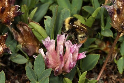 Bumblebee Nectaring On Alpine Clover Bombus Sp Bombus Kirbiellus