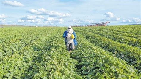 Agronegócio terá ferramenta de BI no Ceará