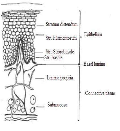 Schematic Cross Section Through The Oral Mucosa Download Scientific