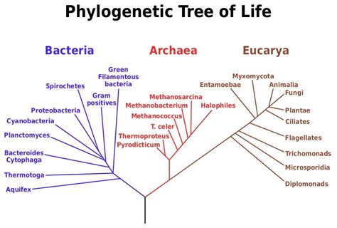 Kingdom Biology Definition Explanation History Biology Dictionary