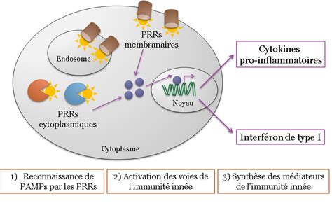 L immunité innée barrières naturelles et réaction inflammatoire