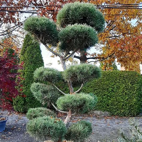 Bonna Scots Pine For Sale Online The Tree Center