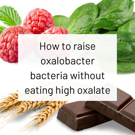 How to raise Oxalobacter formigenes without eating high oxalate foods ...