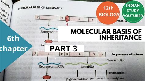 Ncert Class 12th Biology Chapter 6th Molecular Basis Of Inheritance Part 3 Youtube