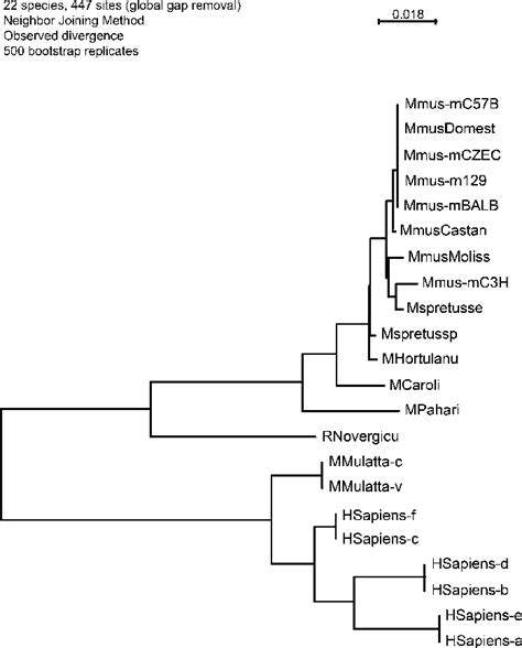 Phylogenetic Analysis Of The Nkp30 Gene Sequences From Different Mouse Download Scientific