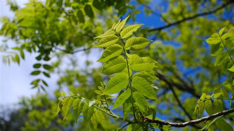 Autumn Green Tree Leaves Branches In Blue Sky Background 4k Hd Nature