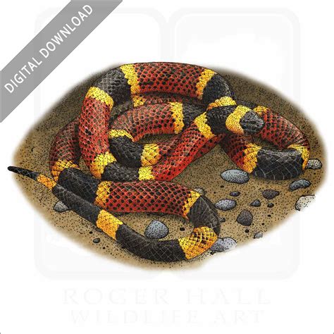 Texas Coral Snake - Signed Fine Art Print