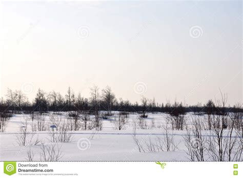 Winter Day And Frosty Landskape From North Naked Trees Pines And White Snow Stock Photo