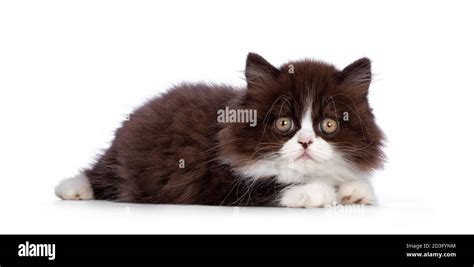 Adorable brown with white fluffy British Longhair cat kitten, laying ...