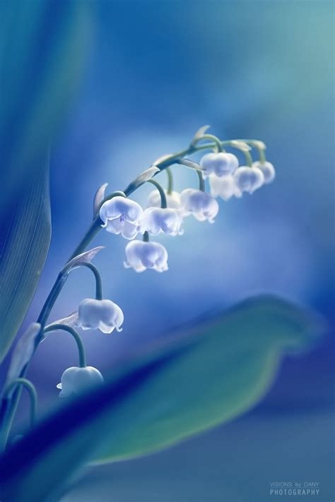 Lily Of The Valley By Visionsbydany On 500px Lily Of The Valley