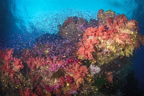 Fijis Best Diving And Coral Reefs Mapped Tailored Diving