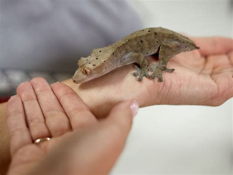 What To Do When Your Iguana Loses Its Tail Iguanas Life