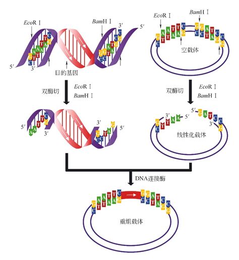 一文读懂超高连接效率的t4 Dna连接酶