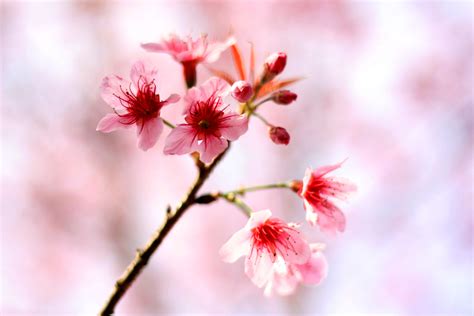 Free Images Nature Branch Winter Fruit Flower Petal Food