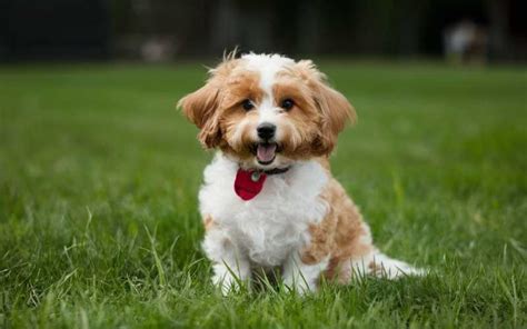 1020 Adorable Maltipoo Names and What They Really Mean - Name Doa