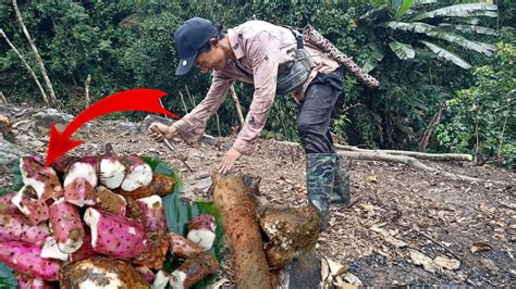 Jhum Cultivation In Arunachal Pradesh Preserving Indigenous Farming