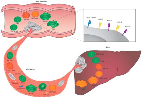 IJMS Free Full Text The Immunogenicity Of Colorectal Cancer In