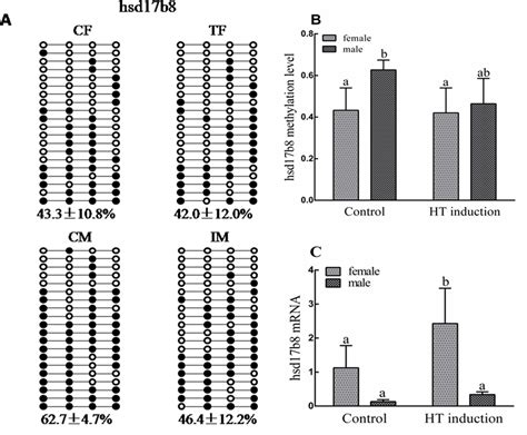 Differential Dna Methylation In The Hsd17b8 Promoter A Validation Of