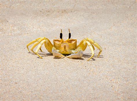 51 Of The Most Colorful Crabs In The World Color Meanings