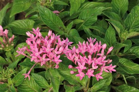 Pink Penta Flowers And Dew Free Stock Photo - Public Domain Pictures