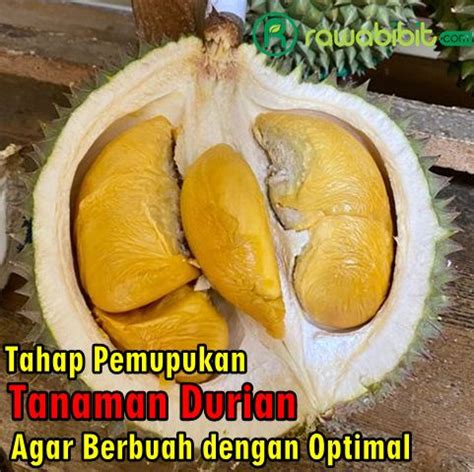 Tahap Pemupukan Durian Agar Tumbuh Subur Dan Mampu Berbuah Dengan