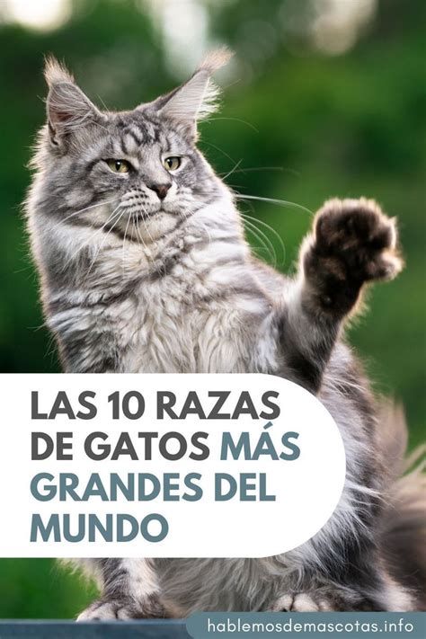 Las Razas De Gatos M S Grandes Del Mundo Razas De Gatos Gatos