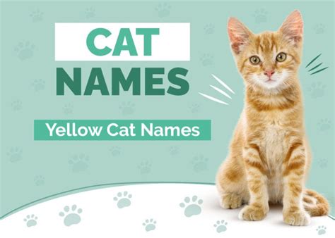 200+ Yellow Cat Names: Our Top Picks for Your Bright & Bold Feline | Hepper