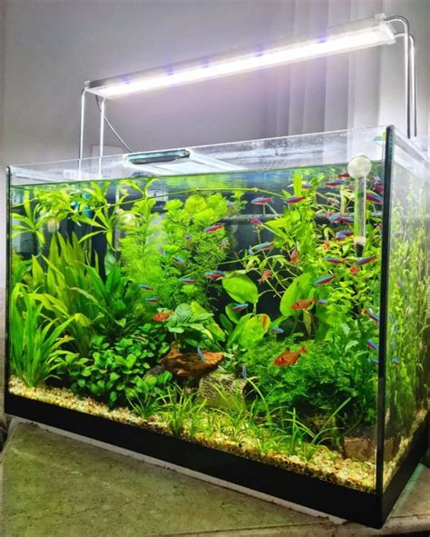 Colorful Neon Tetra Planted Tank