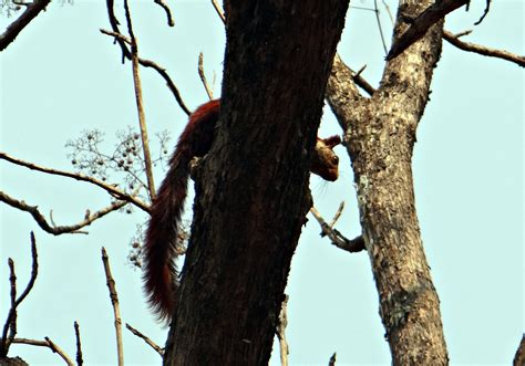 Banco De Imagens árvore Natureza Ramo Inverno Pássaro Plantar