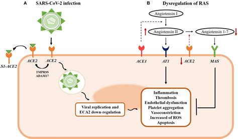 Frontiers Severe Acute Respiratory Syndrome Coronavirus 2 Infection