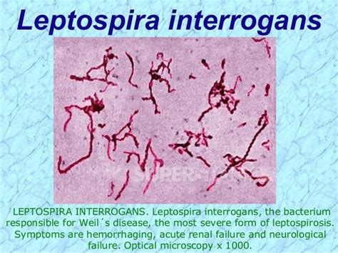 Spirochetes