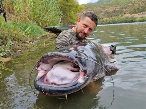 Angeln Am Ebro Im September Mit Ebro Welsen Bis M Extreme