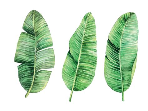 Watercolor Drawing Banana Leaves Set Of Tropical Leaves On A White