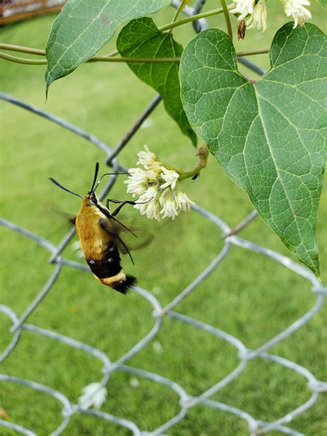 Hummingbird Clearwing Moth, Missouri. : moths