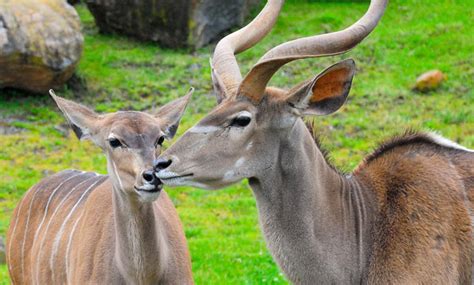 Greater Kudu - San Francisco Zoo & Gardens