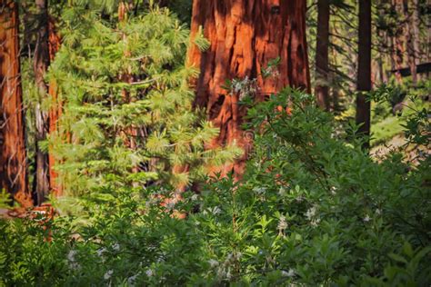 Sequioa Tree And Flowers In Yosemite National Park Stock Image Image