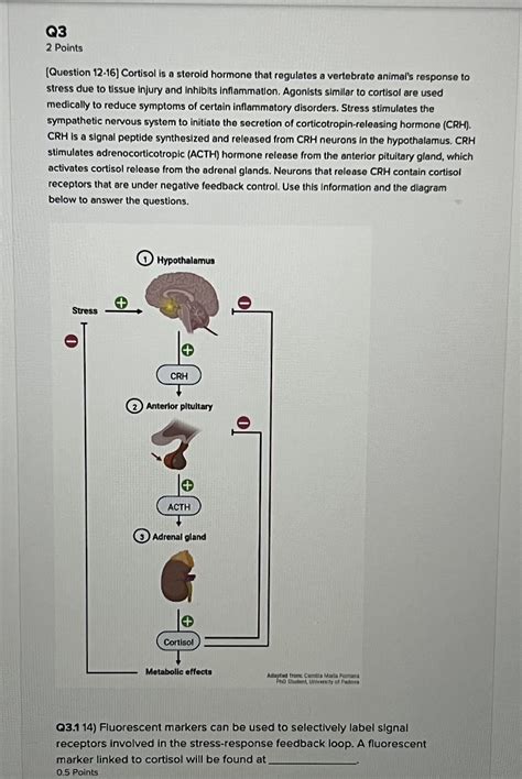 Solved Points Question Cortisol Is A Steroid Chegg