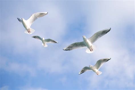 The Beautiful Seagulls Are On The Beach Stock Image Image Of Seagulls