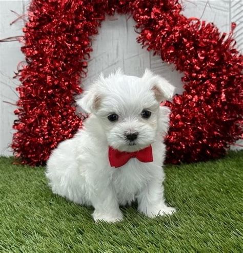 Teacup Maltese Puppies – BentaMan