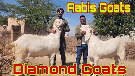 The Gigantic Diamond Goats At Aabis Goats Heavy Bakre Of Imran Bhai