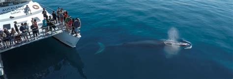 Whale Watching, New Zealand