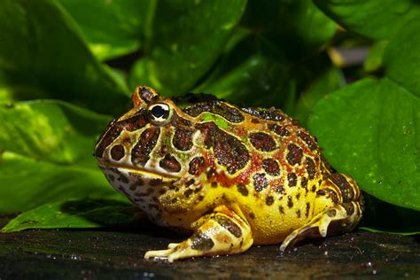 Ornate Horned Frog 6202011