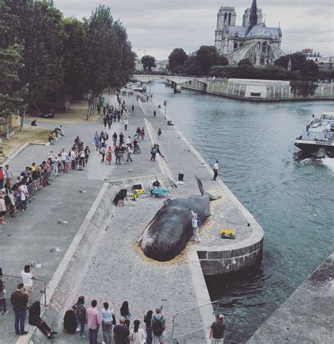 Imaginez vous réveiller un jour pour trouver une baleine échouée qui