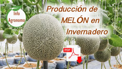 Producci N De Melon En Invernadero Infoagronomo