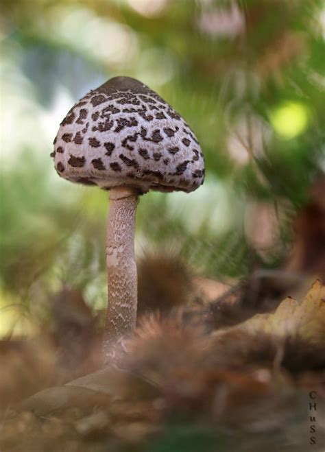 Macrolepiota María Jesús LopezB Flickr