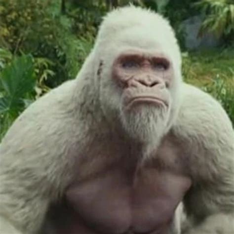 Stream Dingle Bingle Beats Listen To HardCore Pr GYM Playlist Playlist Online For Free On