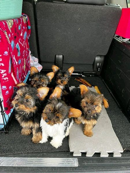 Adorable Yorkie Puppies