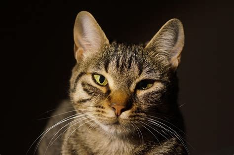 Imagen Gratis Lindo Gato Ojos Retrato Sombra Oscuridad Mascota