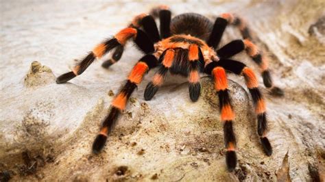 Scientists Discover Surprising Reasons Why Tarantulas Come In Vivid