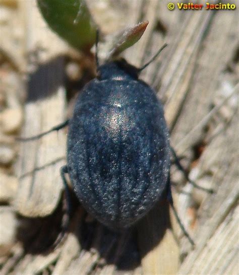 Zophosis Minuta Naturdata Biodiversidade Em Portugal